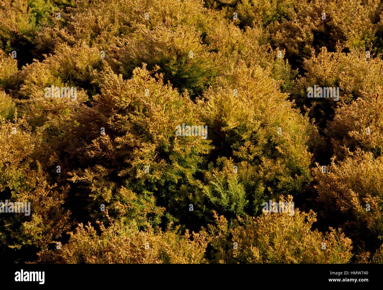 Western Thuja foliage (Thuja occidentalis Rheingold), Cupressaceae. Stock Photo