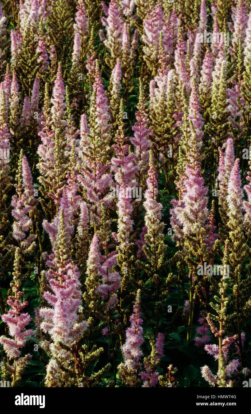 Dwarf chinese astilbe in bloom (Astilbe chinensis var pumila), Saxifragaceae. Stock Photo