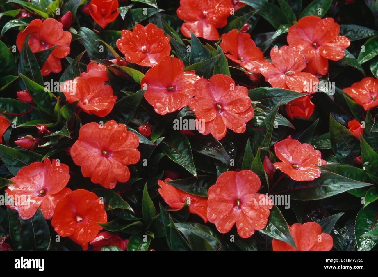 Touch-me-not (Impatiens sp), Balsaminaceae. Stock Photo