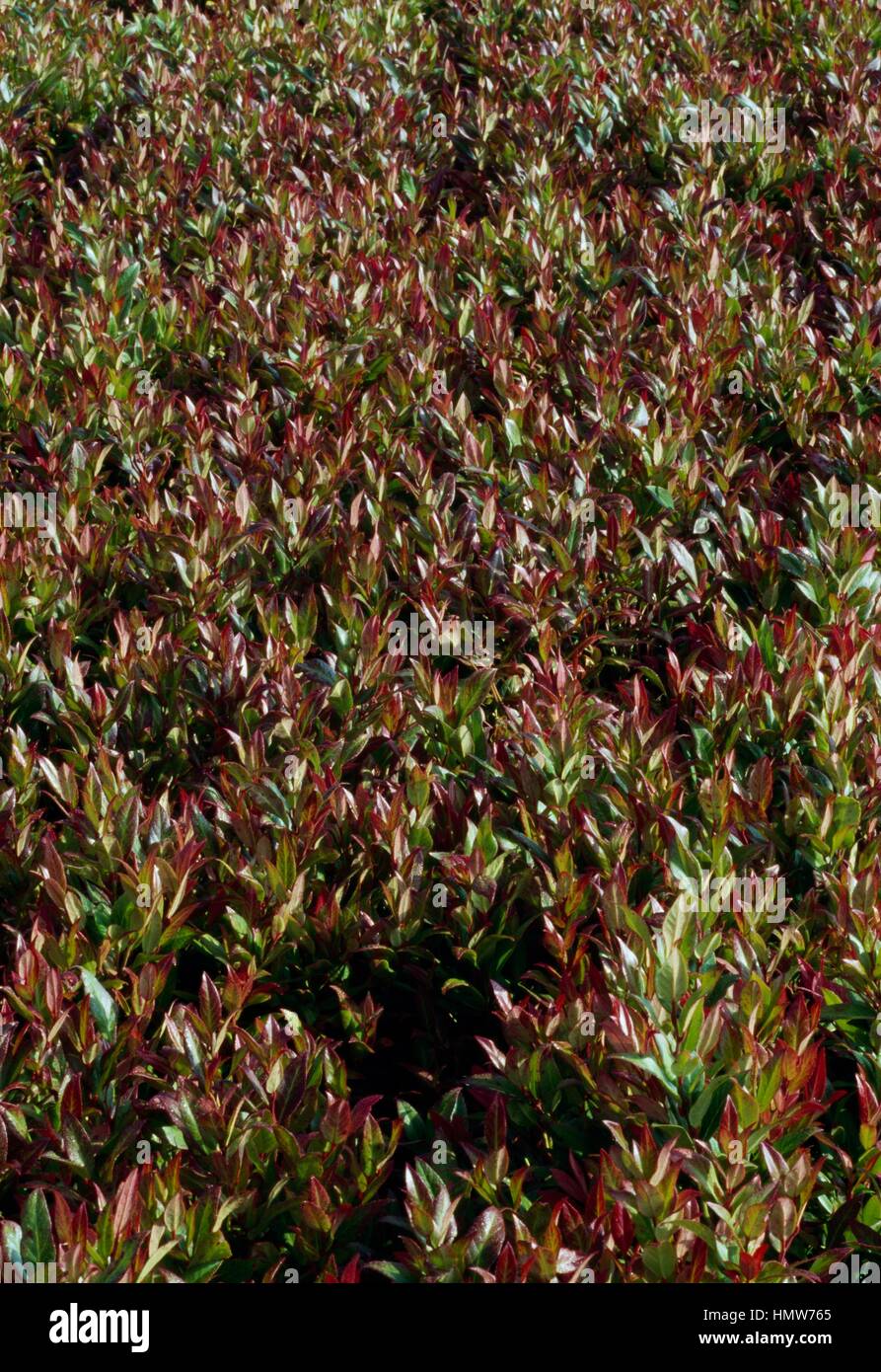 Leucothoe fontanesiana Scarletta, Ericaceae Stock Photo - Alamy