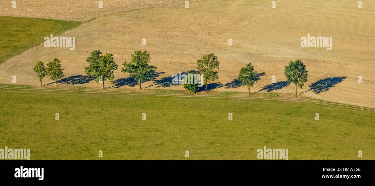 Deciduous trees by dirt road, aerial, Elfringhausen, Meschede, Sauerland region, North Rhine-Westphalia, Germany Stock Photo