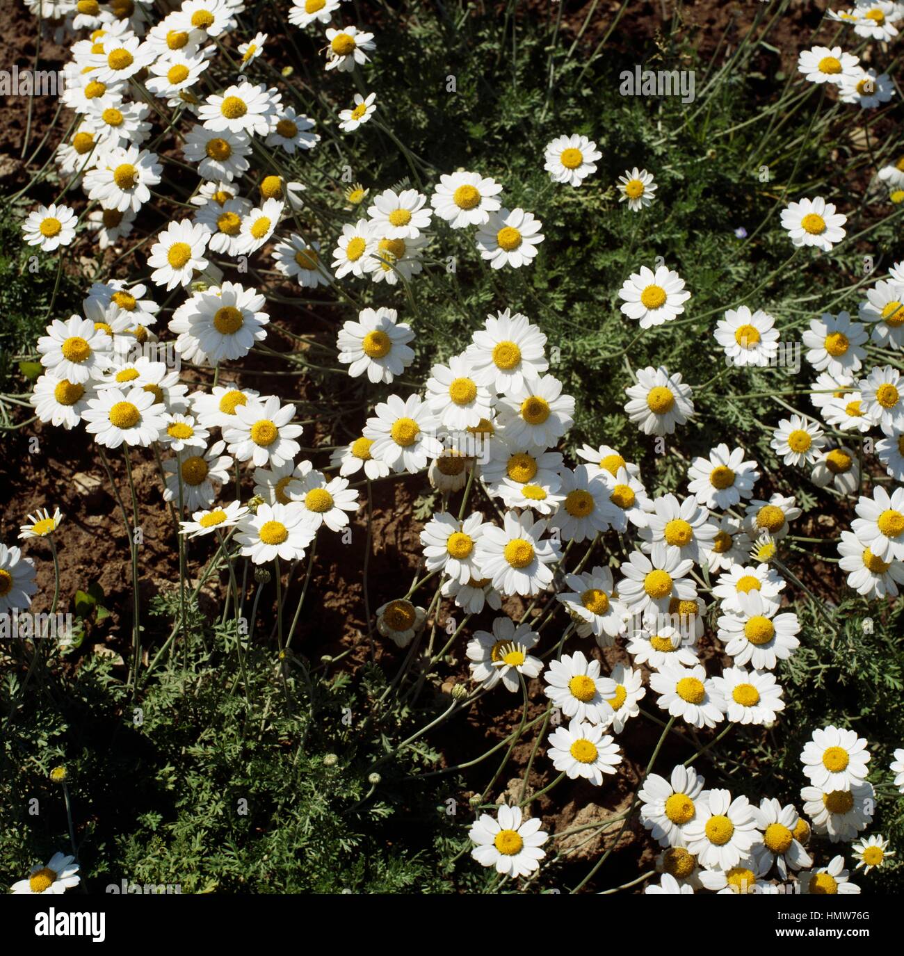 Sicilian chamomile (Anthemis punctata cupaniana), Asteraceae. Stock Photo