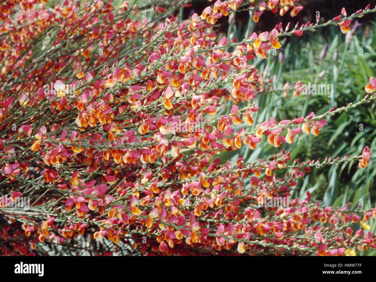 Broom (Cytisus scoparius Goldfine), Fabaceae. Stock Photo