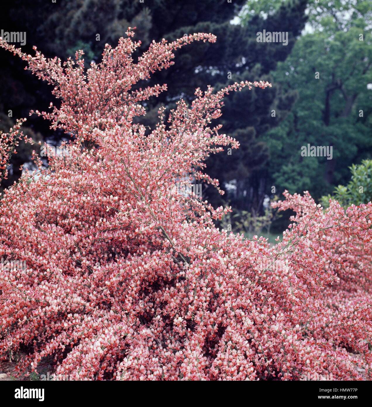 Purple Broom (Cytisus purpureus or Chamaecytisus purpureus), Fabaceae