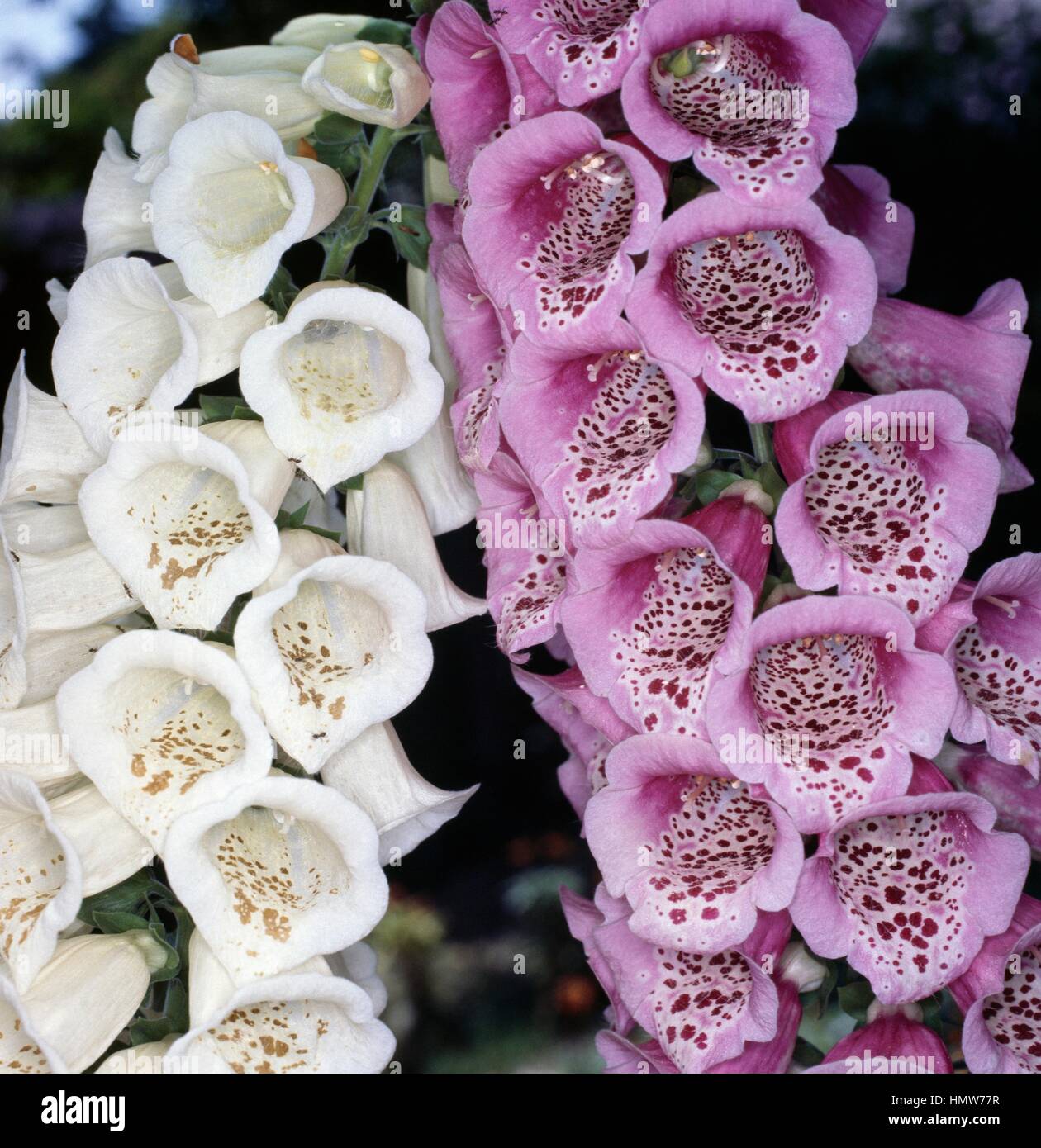 Digitalis purpurea gloxiniaeflora hires stock photography and images