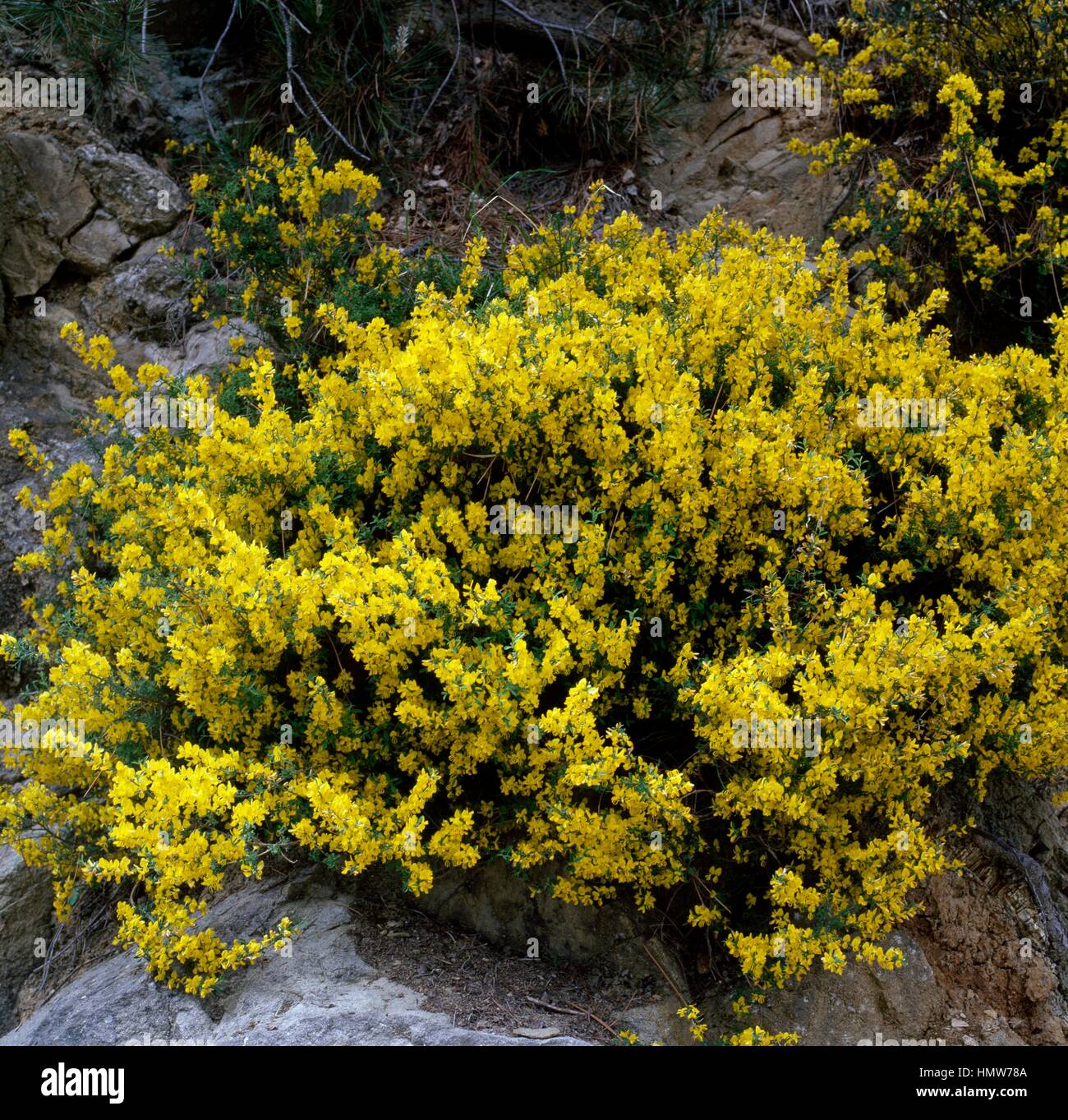 Slender broom (Genista cinerea), Fabaceae. Stock Photo
