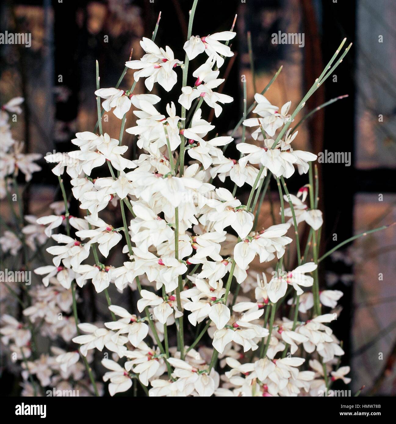 Genista monosperma hires stock photography and images Alamy