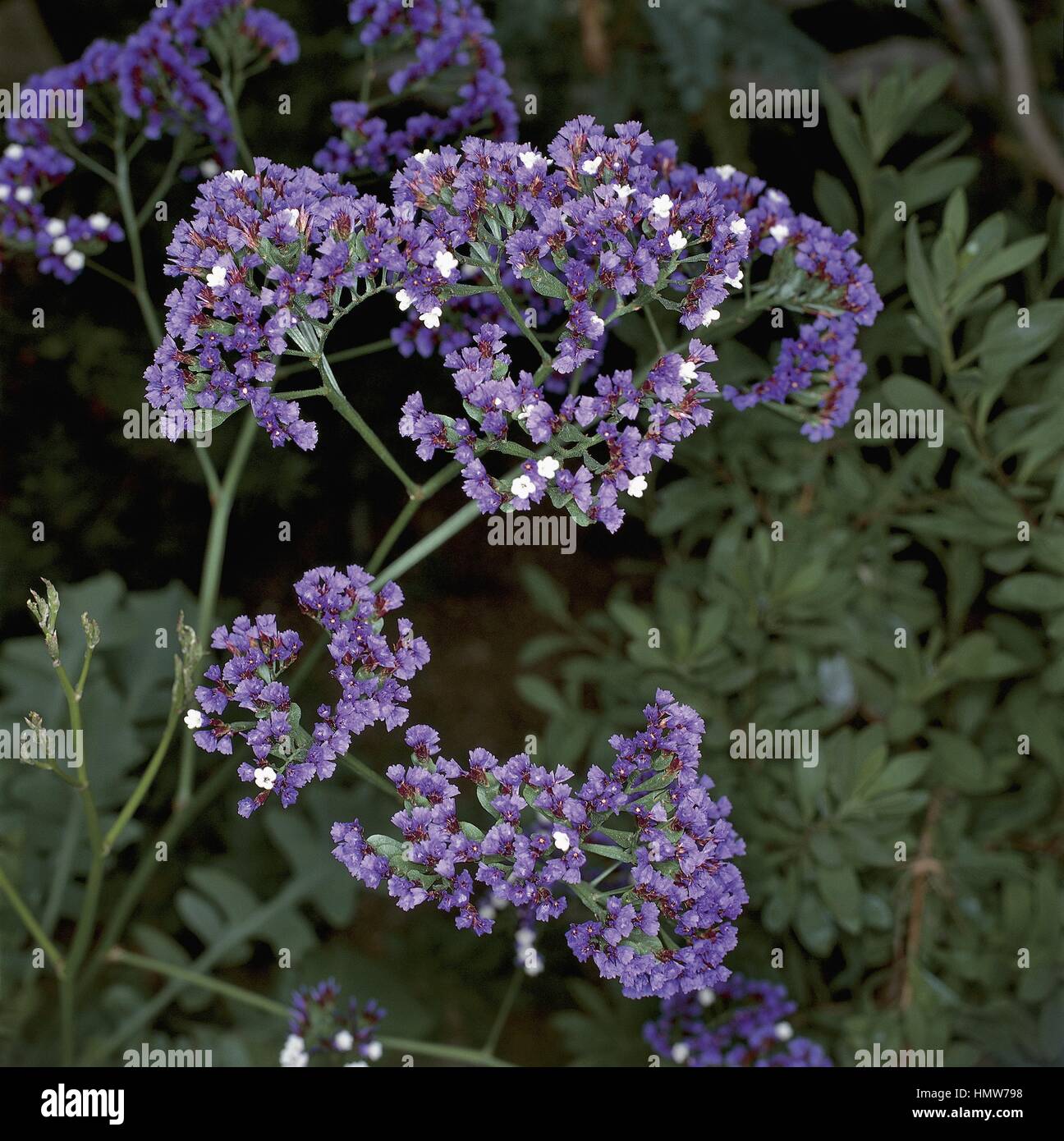 Botany - Plumbaginaceae. Sealavender (Limonium spectabile) Stock Photo