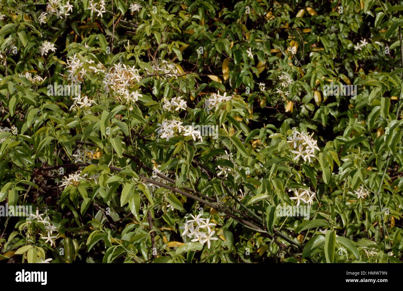 Neem Tree in flower or Melia Azedarach Indica, Meliaceae. Stock Photo