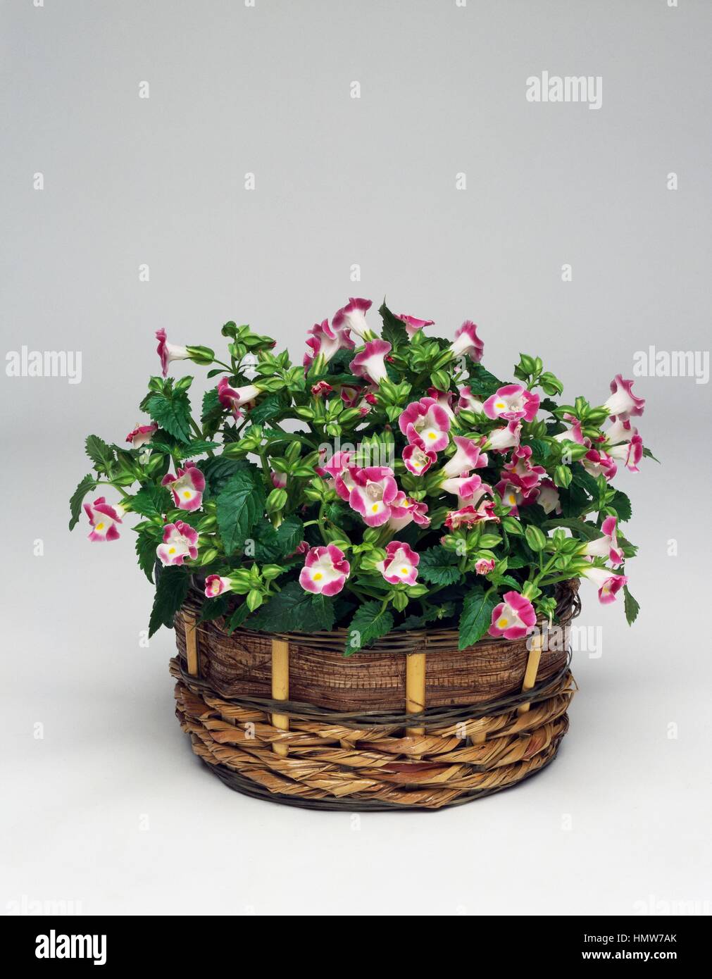 Torenia variegata, Scrophulariaceae. Stock Photo