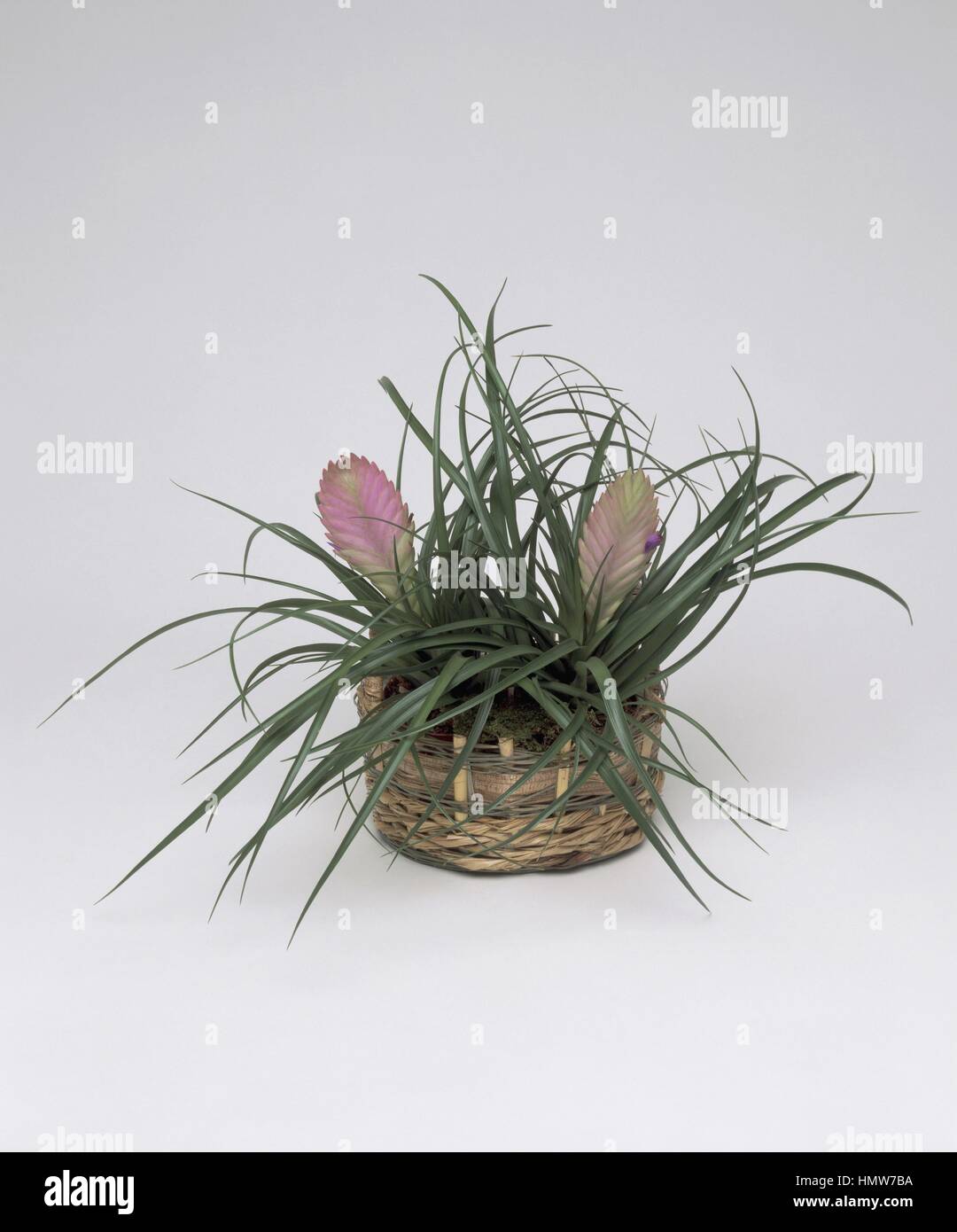Tillandsia Cyanea Houseplant High Resolution Stock Photography and ...