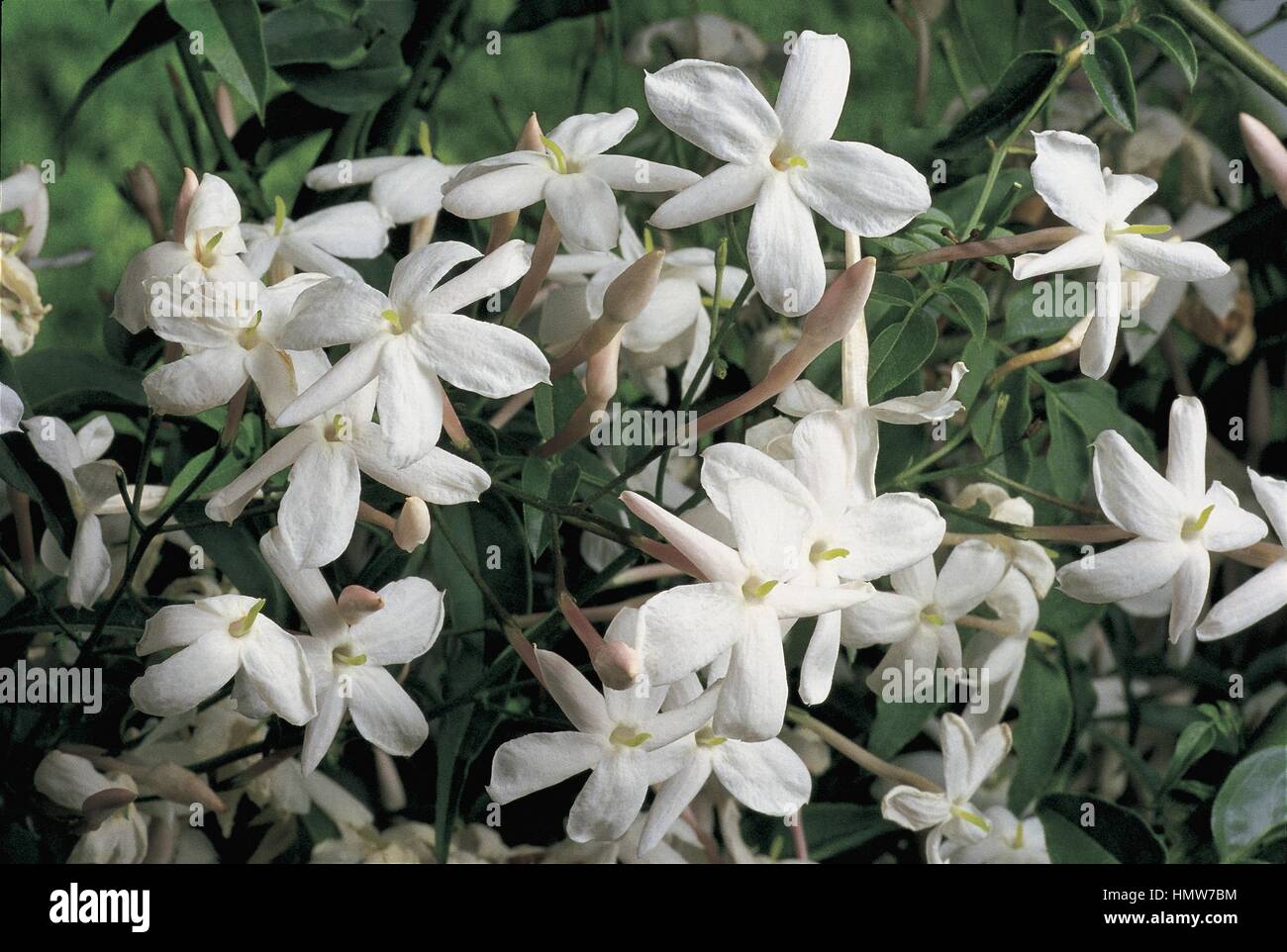 Botany Oleaceae. Poet's jasmine (Jasminum officinale Stock Photo Alamy