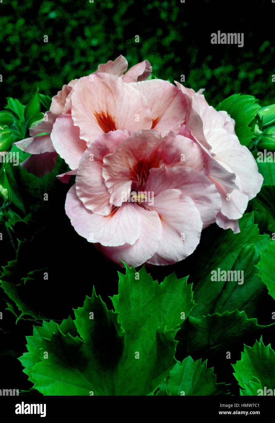 Royal geraniums (Pelargonium imperiale or Pelargonium macranthum), Geraniaceae. Stock Photo