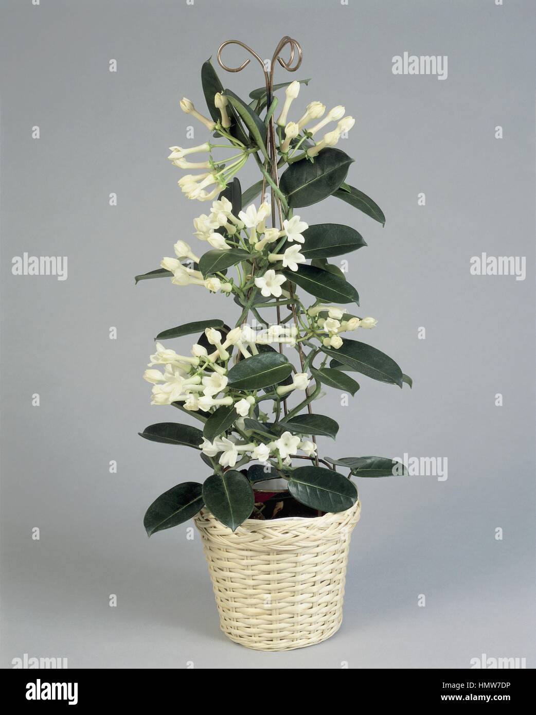 Houseplants - Asclepiadaceae. Madagascar jasmine (Stephanotis floribunda) Stock Photo