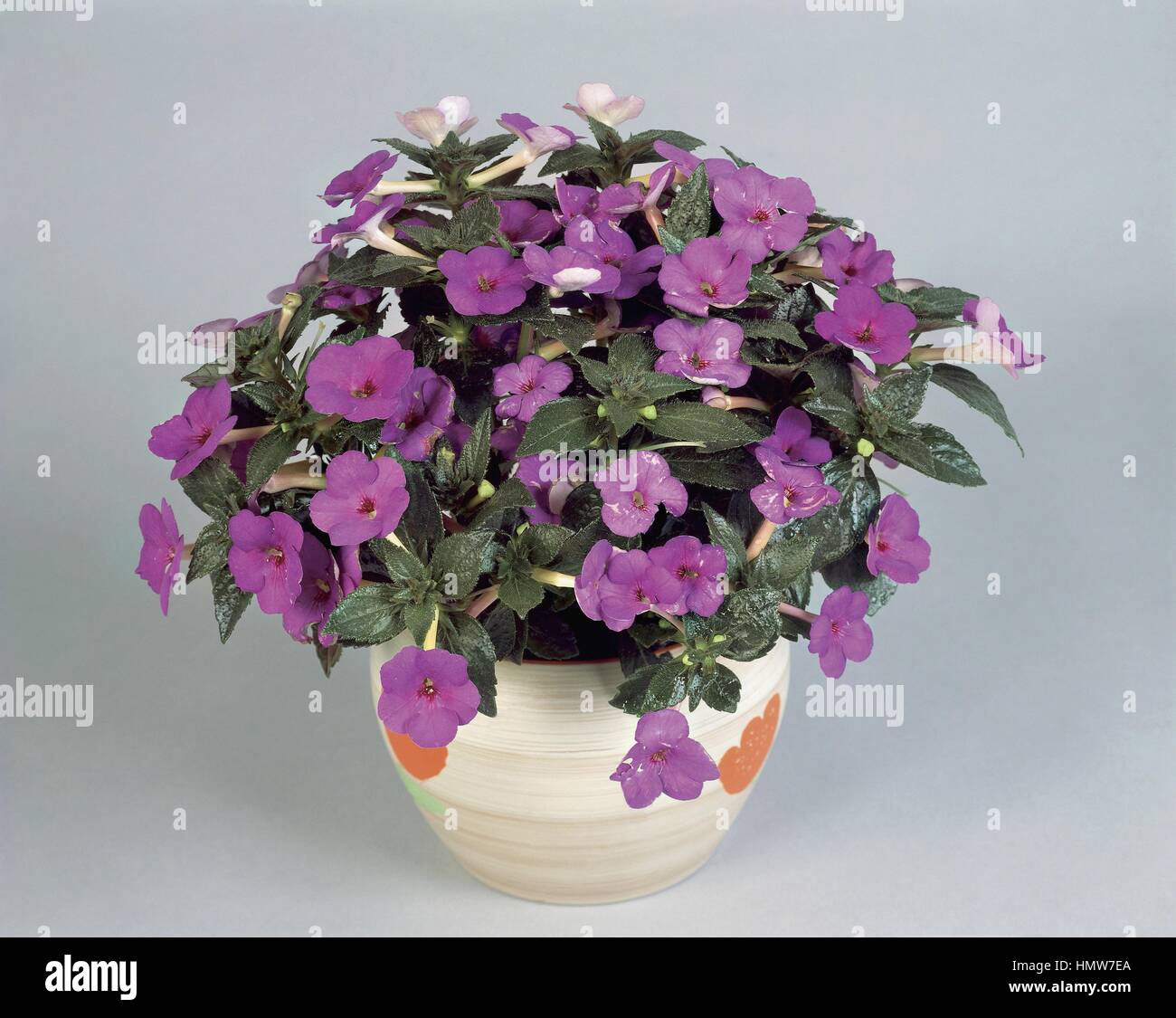 Houseplants - Gesneriaceae. Magic flower (Achimenes 'Paul Arnold') Stock Photo