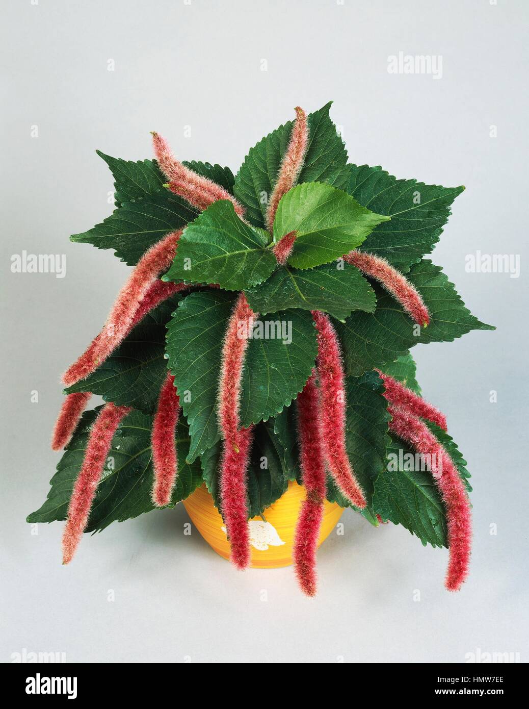Chenille plant, Philippinemedusa or Redhot cat's tail (Acalypha