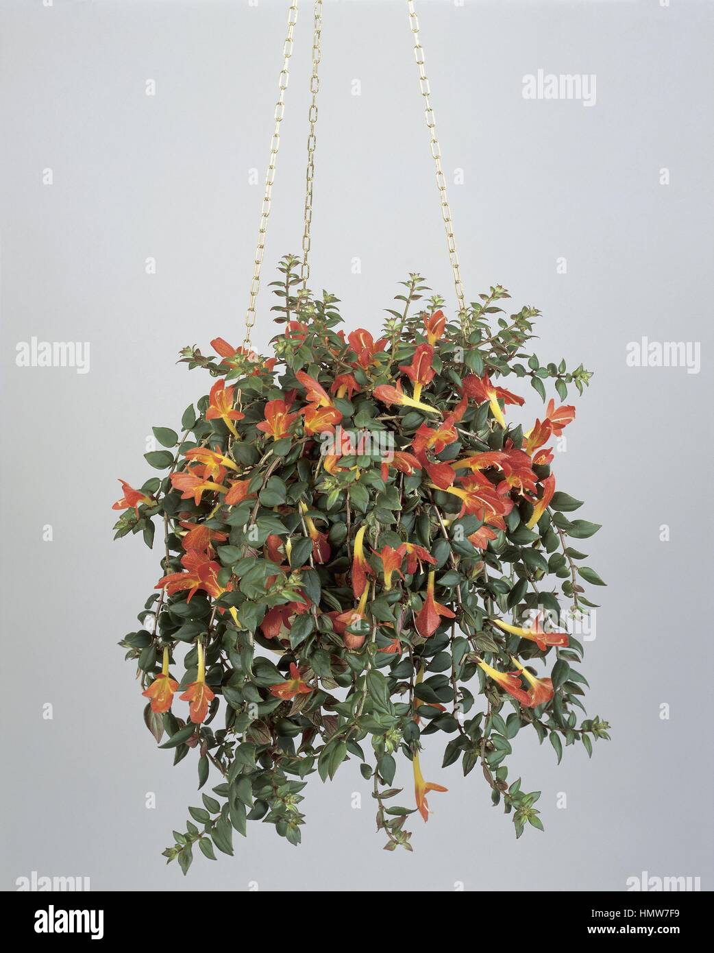 Houseplants - Gesneriaceae. Goldfish vine (Columnea banksii) Stock Photo