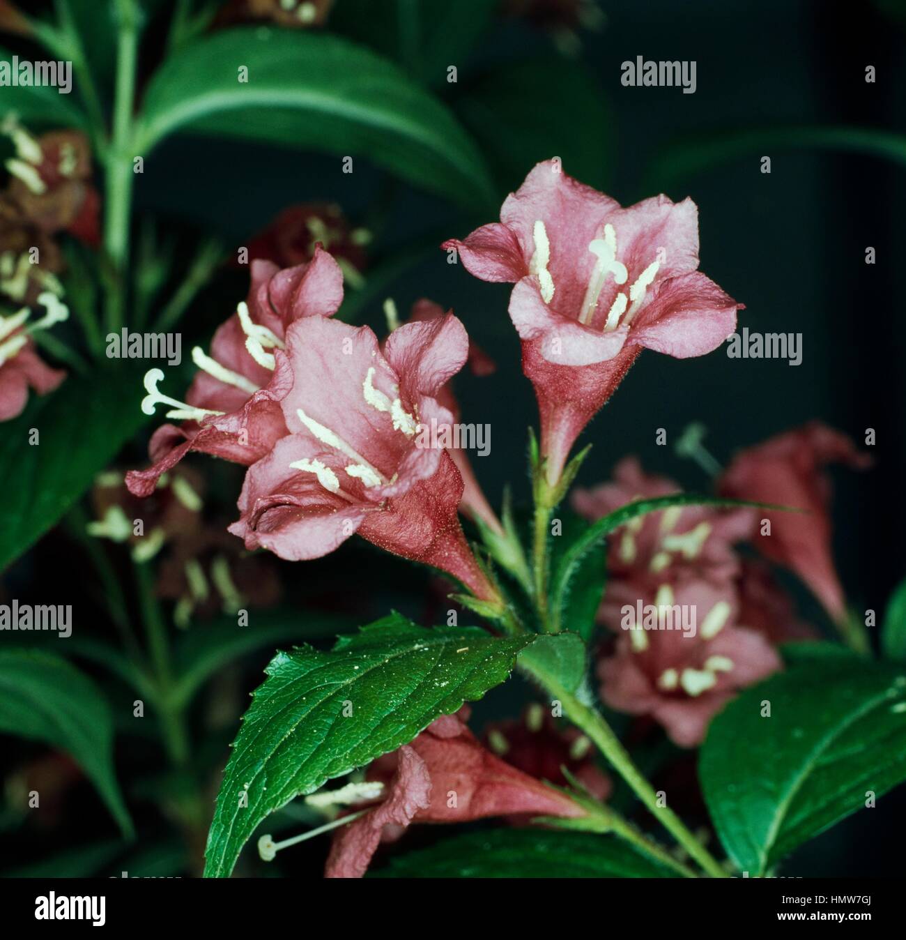 Weigela Bristol Ruby, Caprifoliaceae. Stock Photo