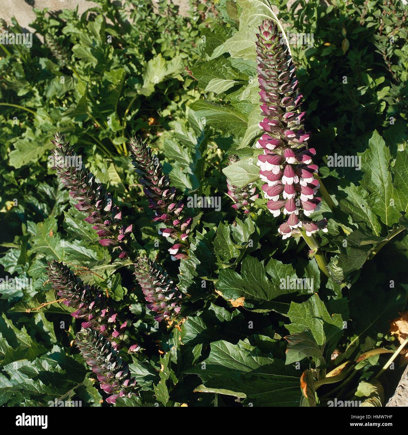 Bear's breeches or Oyster plant (Acanthus mollis longifolia), Acanthaceae. Stock Photo