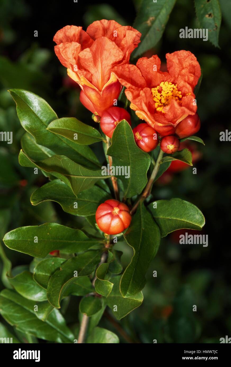 Pomegranate flowers and buds (Punica granatum), Lythraceae Stock Photo