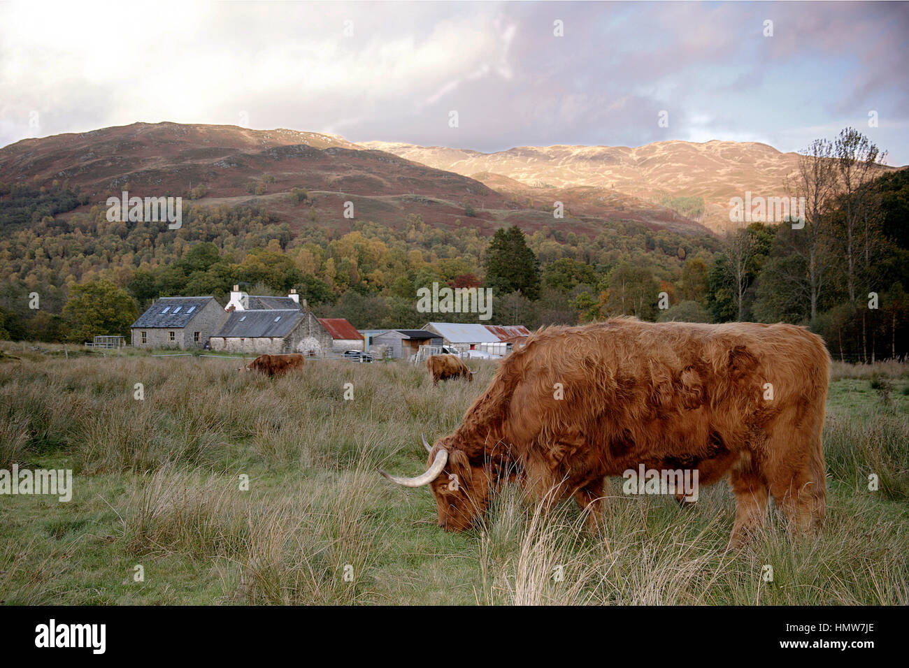 A MAJESTIC HIGHLAND COW STANDS IN A FIELD IN GLEN COE HIGHLANDS ...
