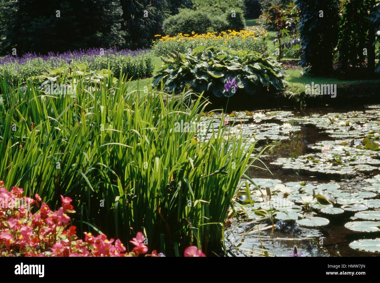 Hemingbrough Pond Summer bloom and pond with water-lilies Stock Photo - Alamy