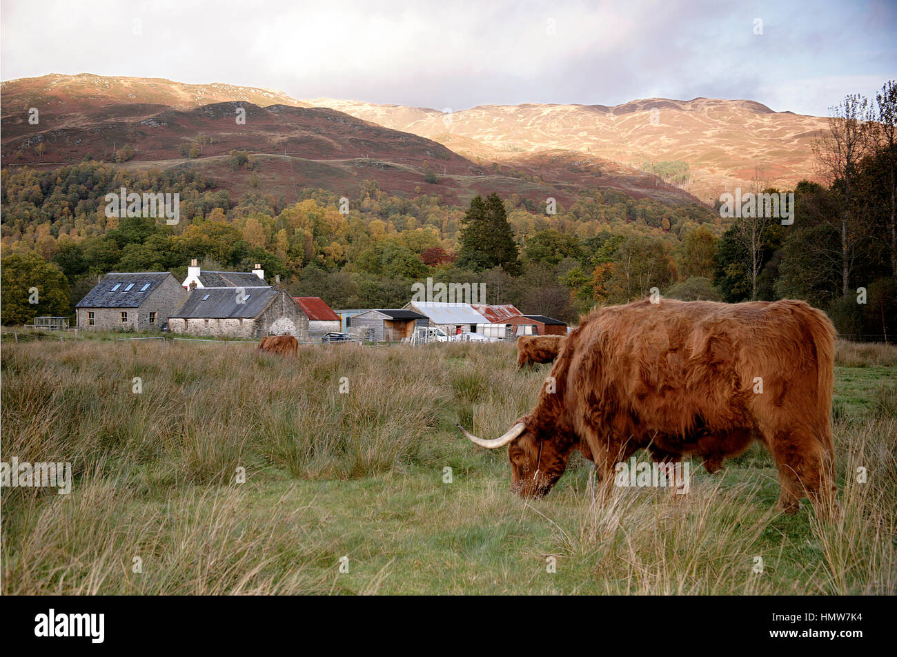 A MAJESTIC HIGHLAND COW STANDS IN A FIELD IN GLEN COE HIGHLANDS ...