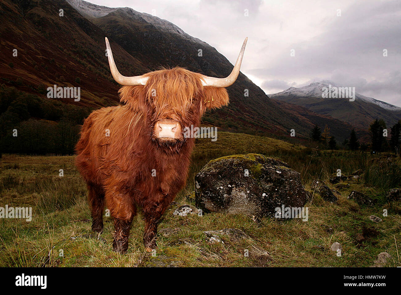 A MAJESTIC HIGHLAND COW STANDS IN A FIELD IN GLEN COE HIGHLANDS ...