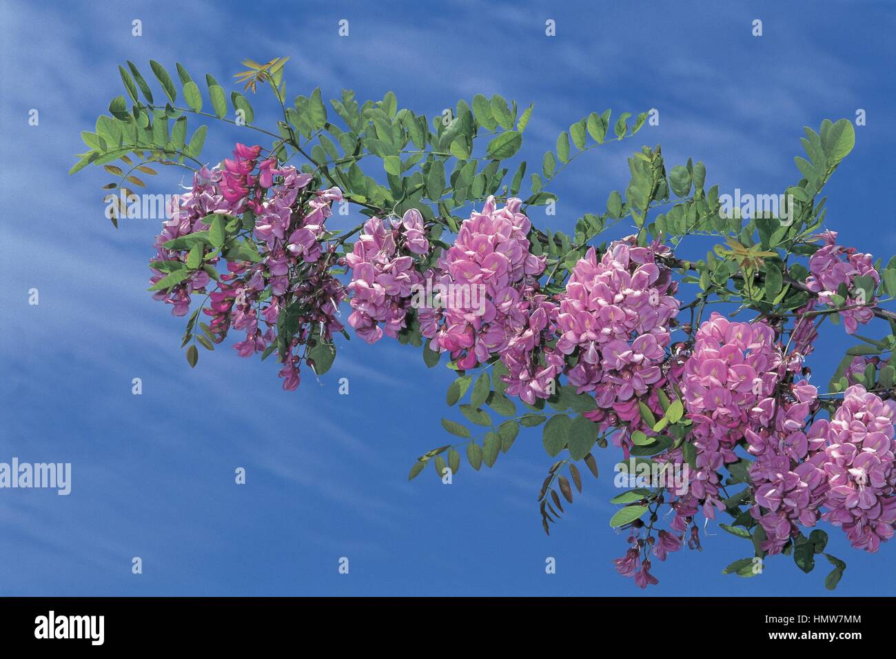 Botany - Trees - Fabaceae. Bristly locust (Robinia hispida). Flowers Stock Photo
