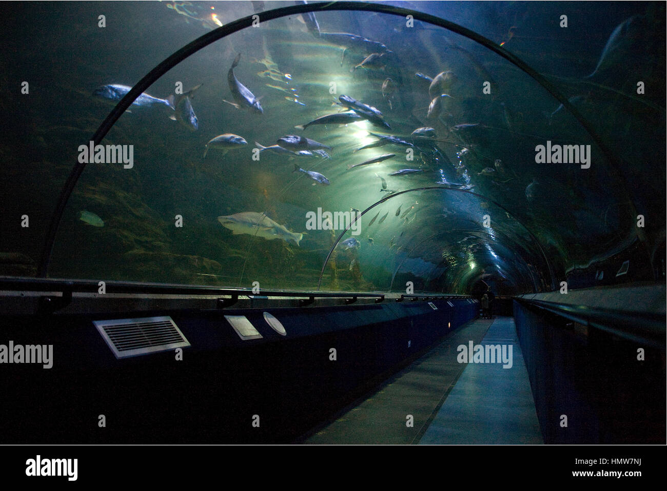 Ocean World North Queensferry Fife Scotland aquarium and sealife centre underwater shark tunnel with visitors Stock Photo