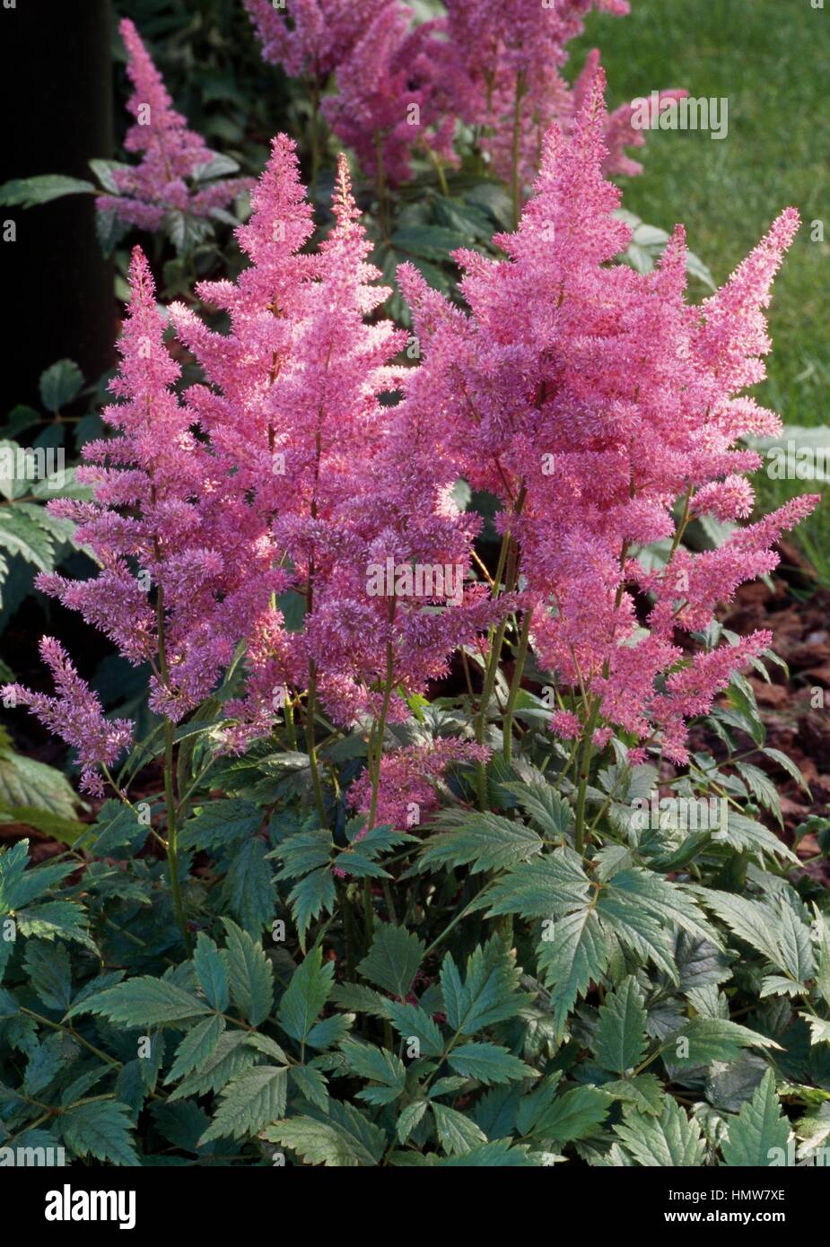 Hybrid japanese astilbe in bloom (Astilbe japonica Mainz), Saxifragaceae. Stock Photo