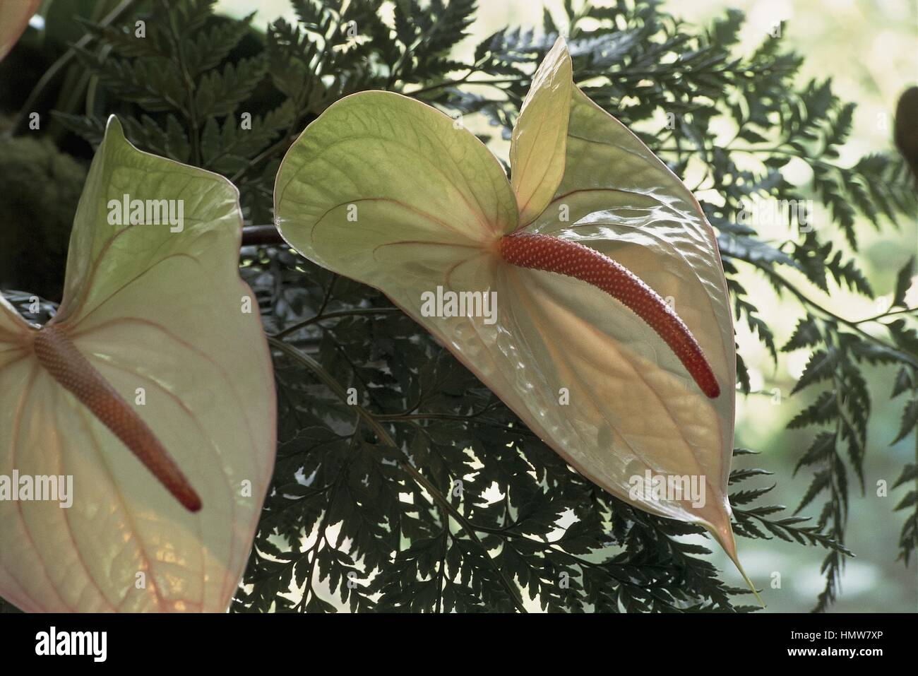 Botany - Araceae. Laceleaf (Anthurium 'Fantasia' Stock Photo - Alamy