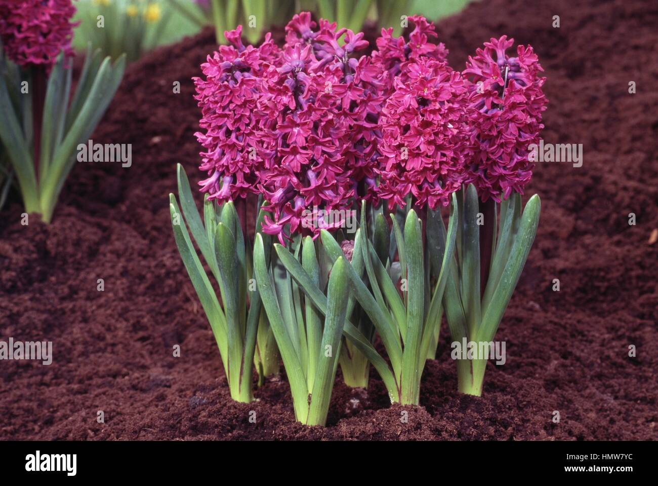 Hyacinth (Hyacinthus orientalis H Woodstock), Hyacinthaceae. Stock Photo