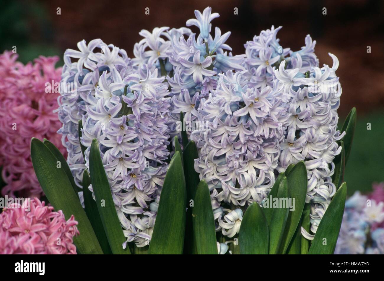 Hyacinth (Hyacinthus orientalis Myosotis), Hyacinthaceae. Stock Photo