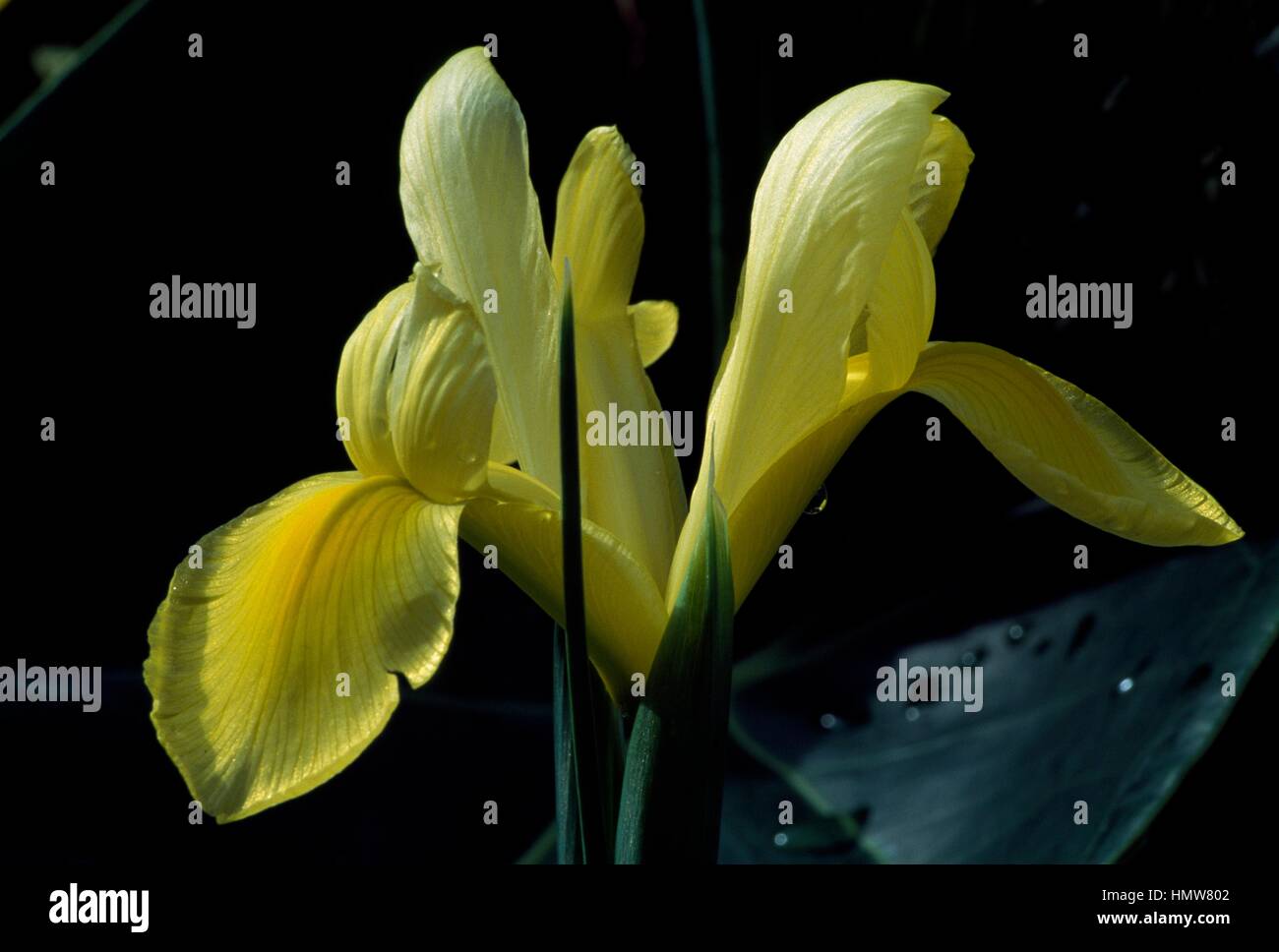 Bearded iris iris amber beauty hi-res stock photography and images - Alamy