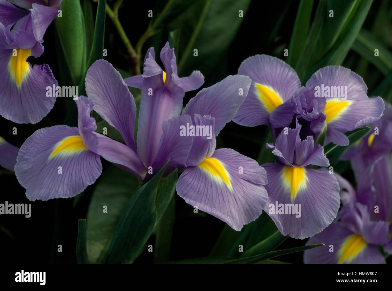 Bearded iris iris mercedes hires stock