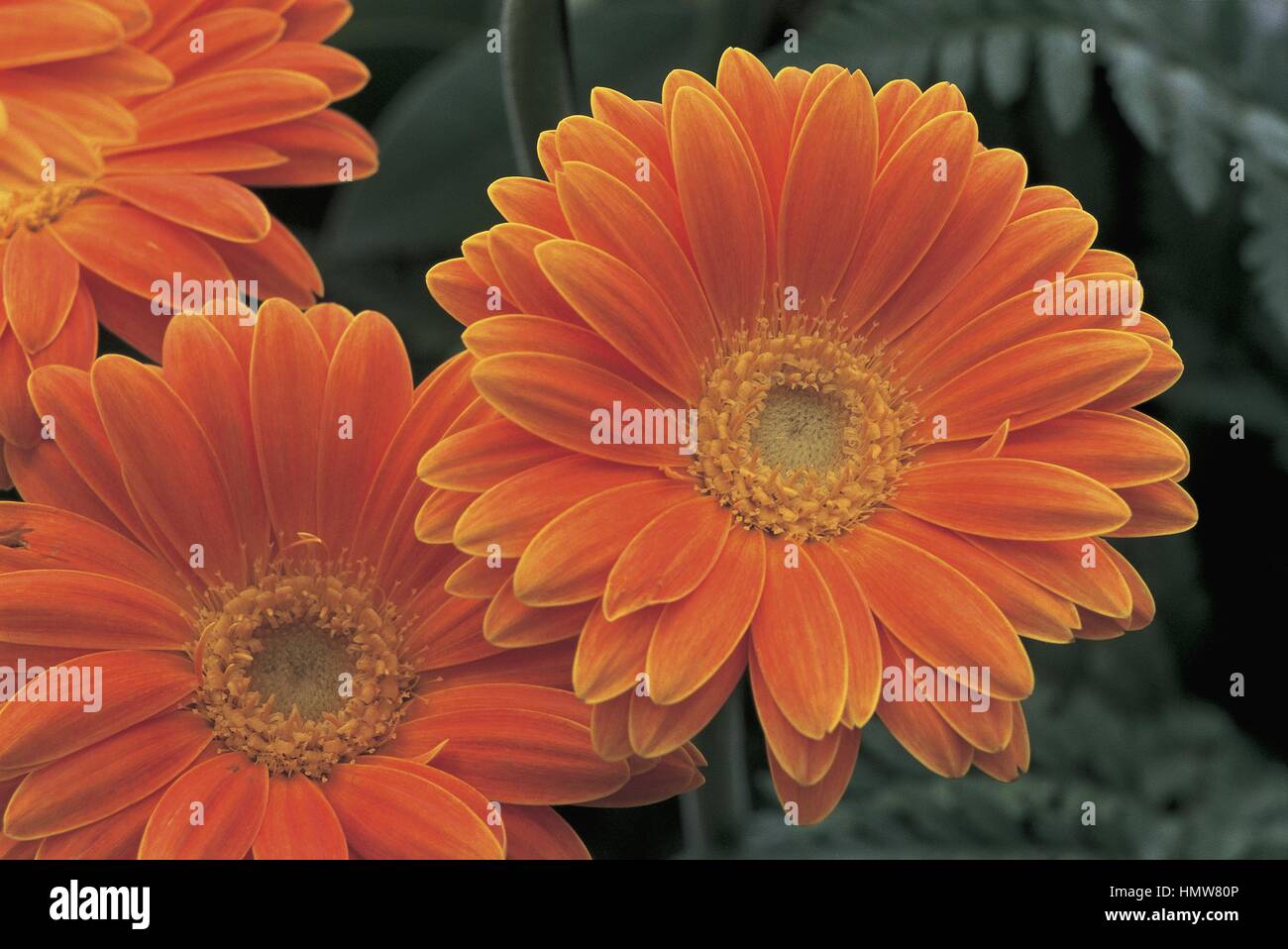 Botany - Asteraceae. Transvaal daisy (Gerbera 'Kermit') Stock Photo