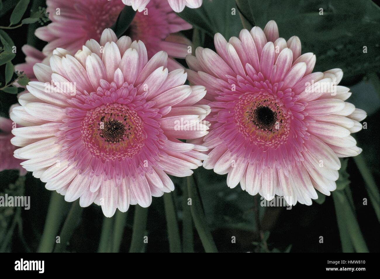 Botany - Asteraceae. Transvaal daisy (Gerbera 'Relax') Stock Photo