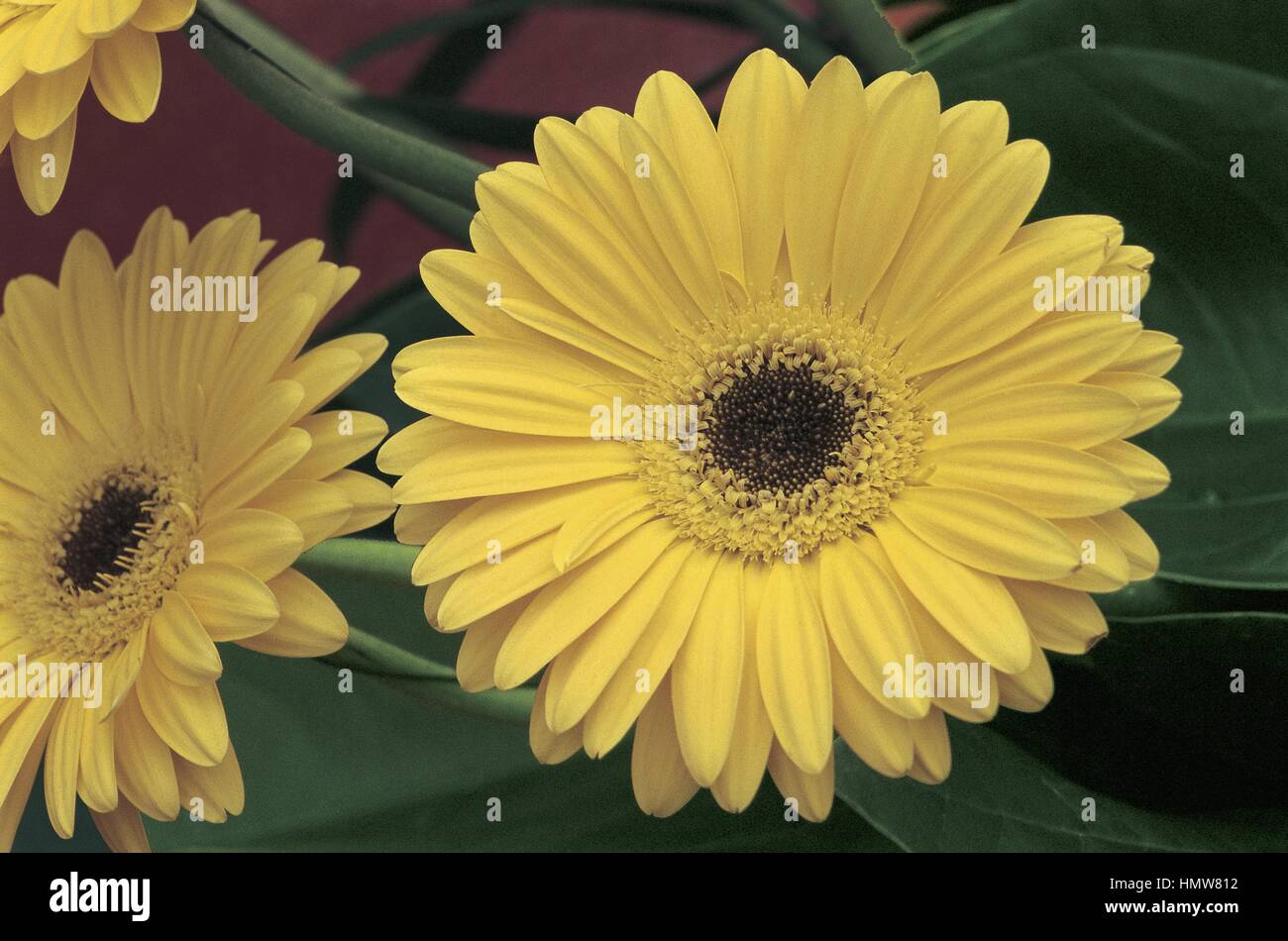 Botany - Asteraceae. Transvaal daisy (Gerbera 'Suzic') Stock Photo
