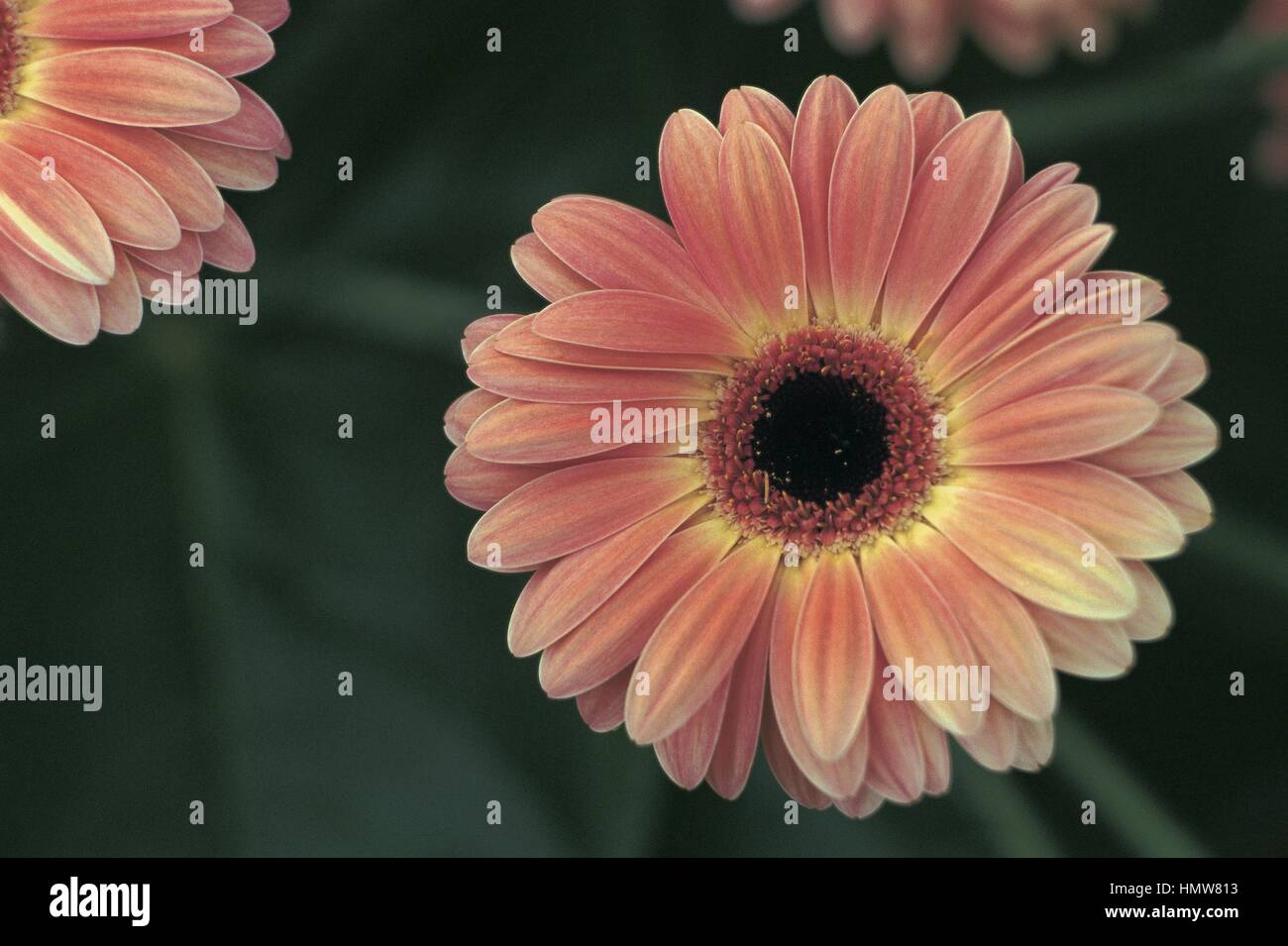 Botany - Asteraceae. Transvaal daisy (Gerbera 'Meritsa') Stock Photo