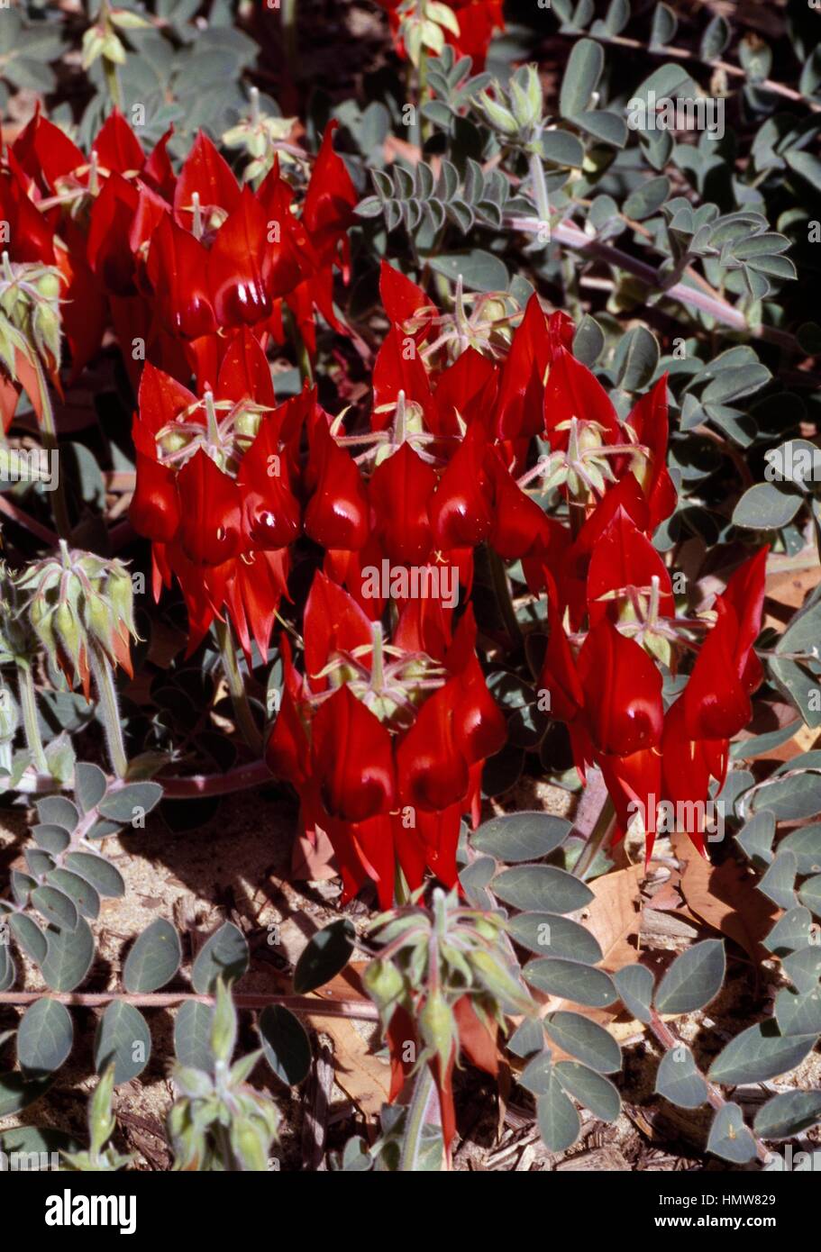 Sturt's Desert Pea or Glory Pea (Swainsona formosa or Clianthus formosus), Fabaceae. Stock Photo