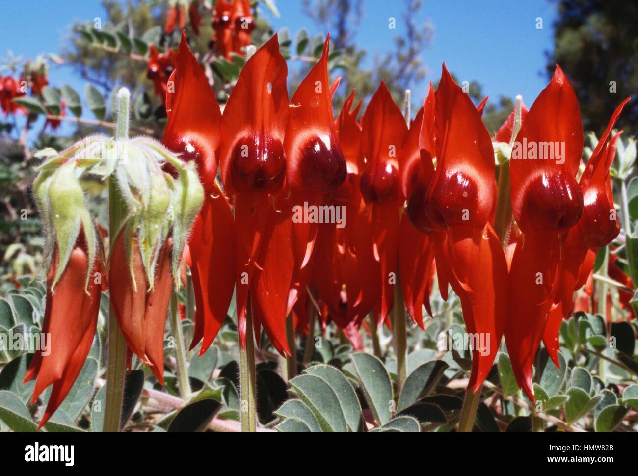 Sturt's Desert Pea flowers (Clianthus formosus or Swainsona formosa), Fabaceae. Stock Photo