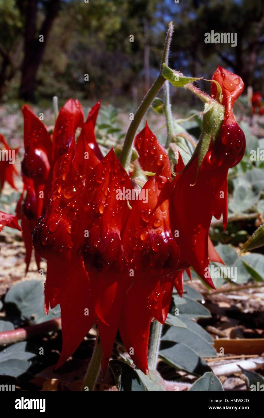 Sturt's Desert Pea or Glory Pea (Swainsona formosa or Clianthus formosus), Fabaceae. Stock Photo