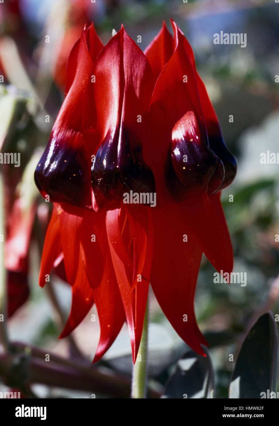 Sturt's Desert Pea or Glory Pea flowers (Swainsona formosa or Clianthus formosus), Fabaceae. Stock Photo