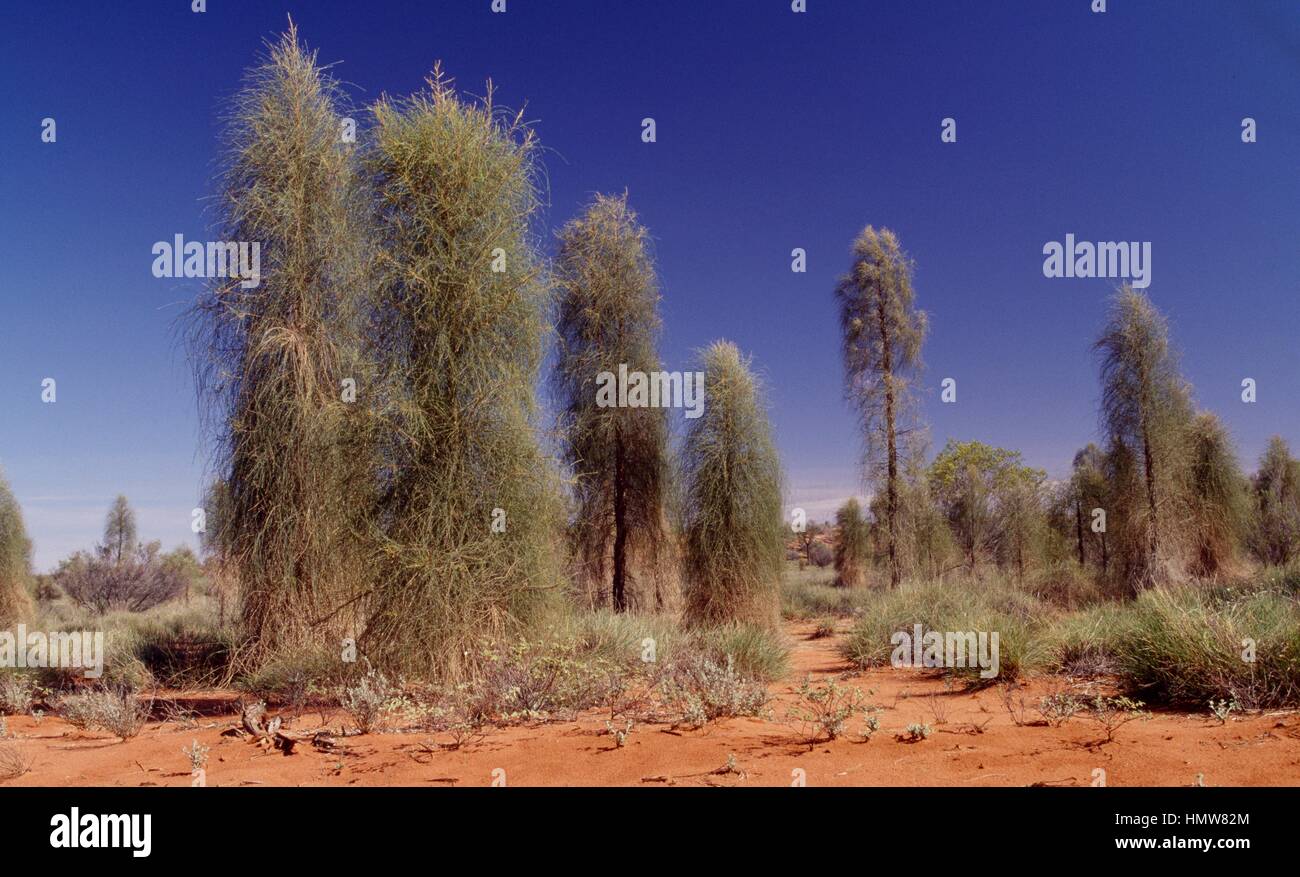 Specimens of desert oak (Allocasuarina decaisneana), Casuarinaceae