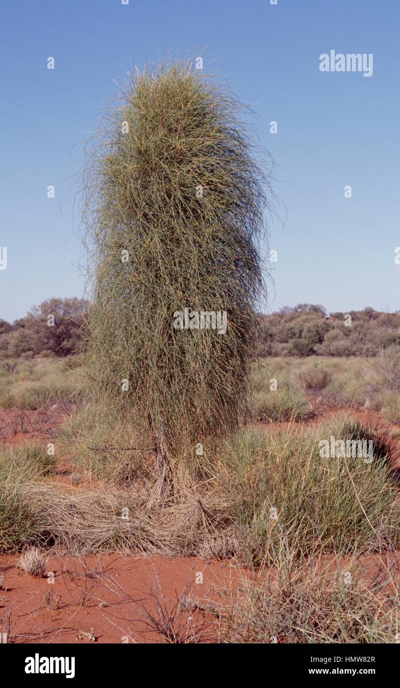 Desert oak (Allocasuarina decaisneana), Casuarinaceae Stock Photo Alamy