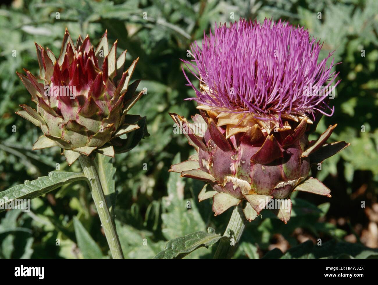 Flower of Globe Artichoke (Cynara scolymus or Cynaria cardunculus scolymus), Asteraceae. Stock Photo