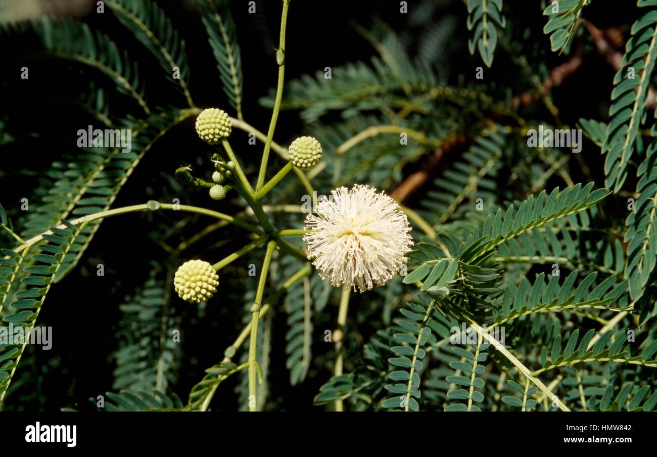 Flowers and leaves of Persian Silk tree or Pink Siris (Albizia julibrissin), Mimosacee-Fabaceae-Leguminosae. Stock Photo