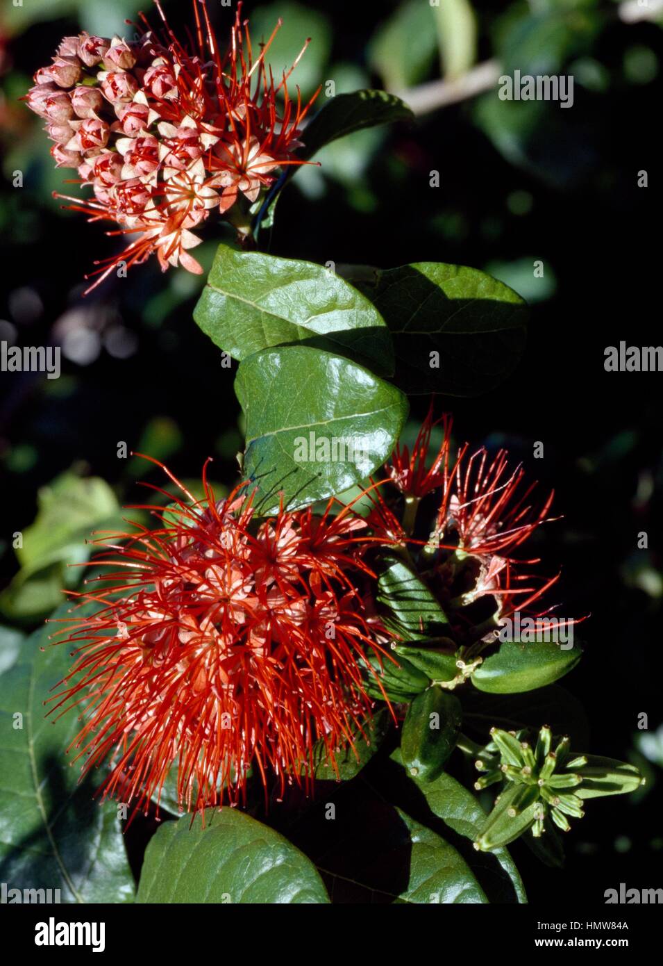 Flowers and leaves of Powderpuff Combretum (Combretum constrictum), Combretaceae. Stock Photo