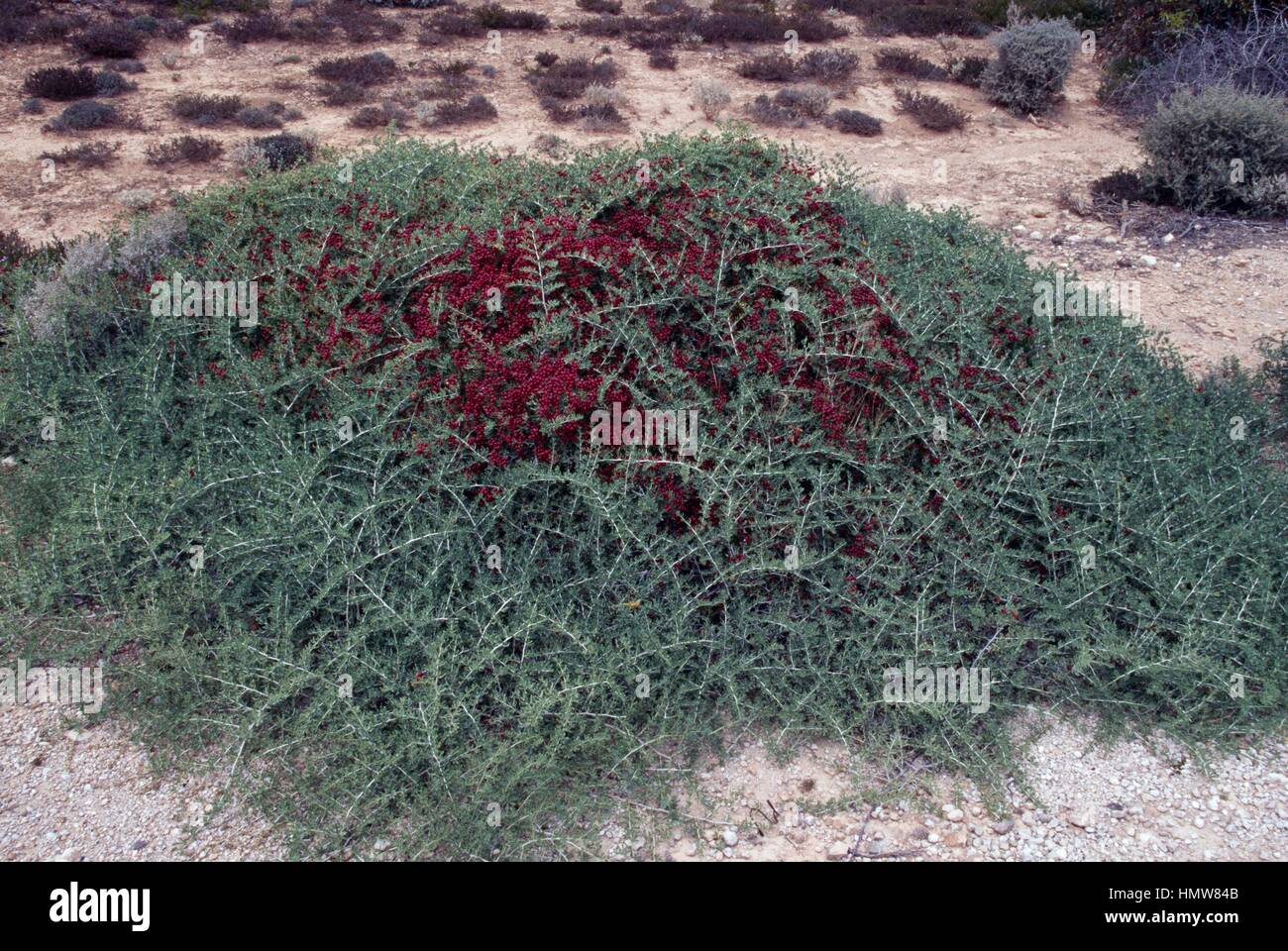 Enchylaena sp, Amaranthaceae. Stock Photo